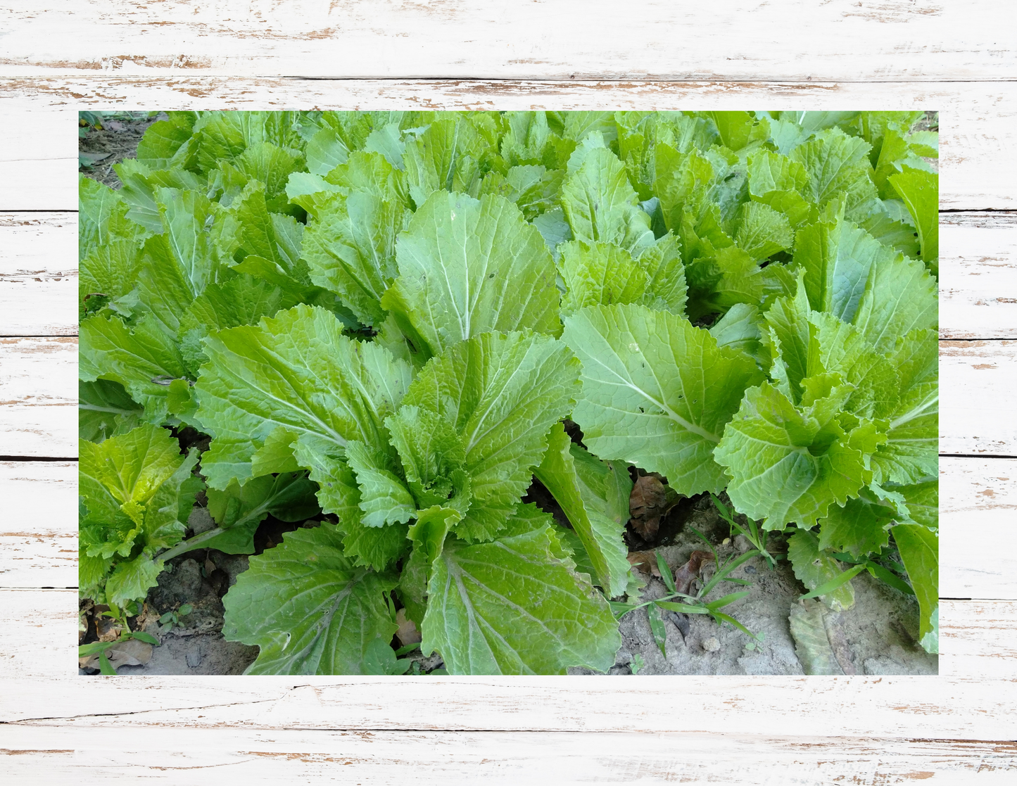 Mustard Greens